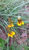 Mexican Hat flowers